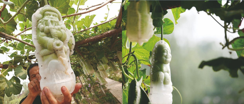 Illustration for article titled Chairman Mao-Shaped Fruit Are Being Grown in China